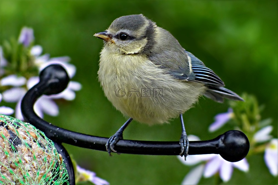 蓝雀,cyanistes 翅鸢,鸟