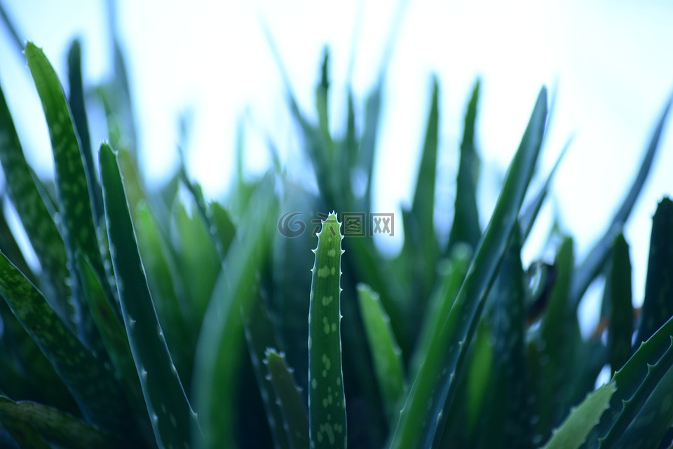 芦荟,沙漠百合,绿色的树叶