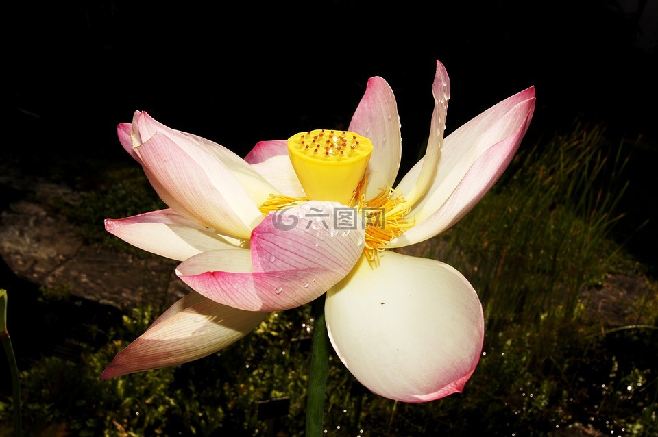 蓮花,明暗對比,水產(chǎn)花
