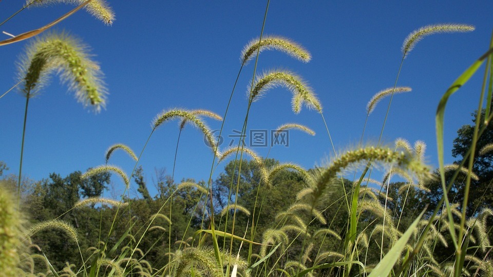 原野,天空,夏天