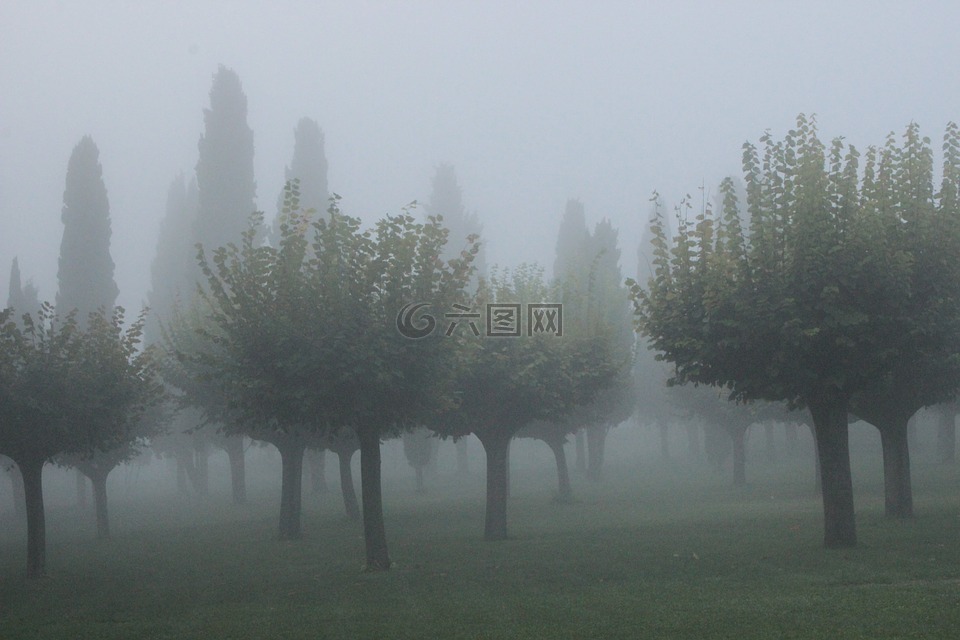 霧,柏樹,氣氛