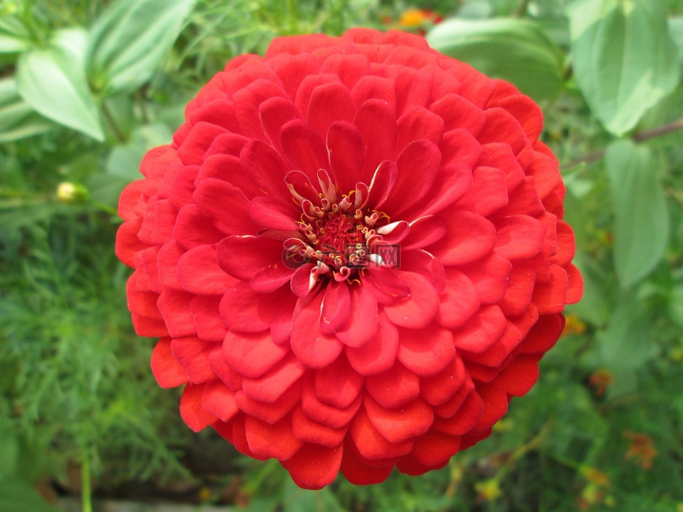 公园,花,花园