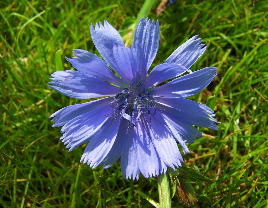 菊苣草,淡藍(lán)色的野花,草甸花
