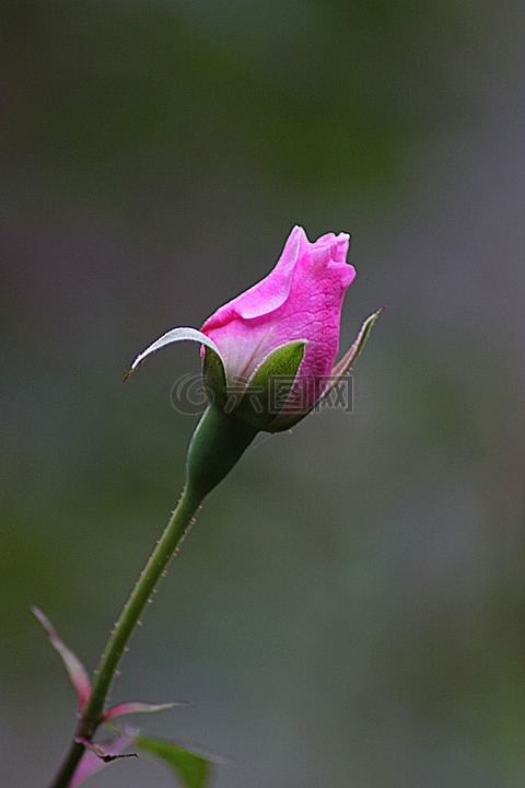 花,玫瑰,花的