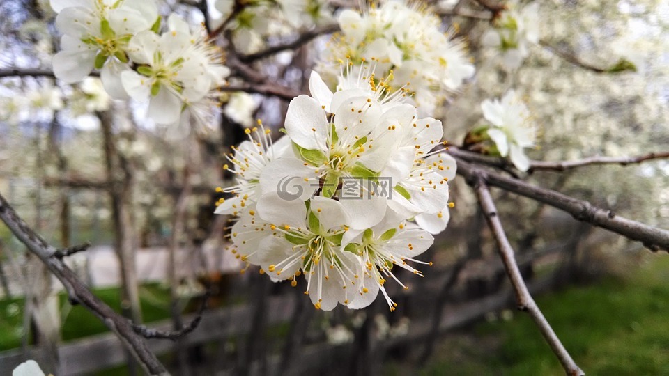 花,白,開花