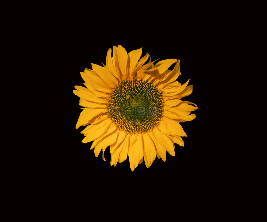 向日葵,太陽花,花