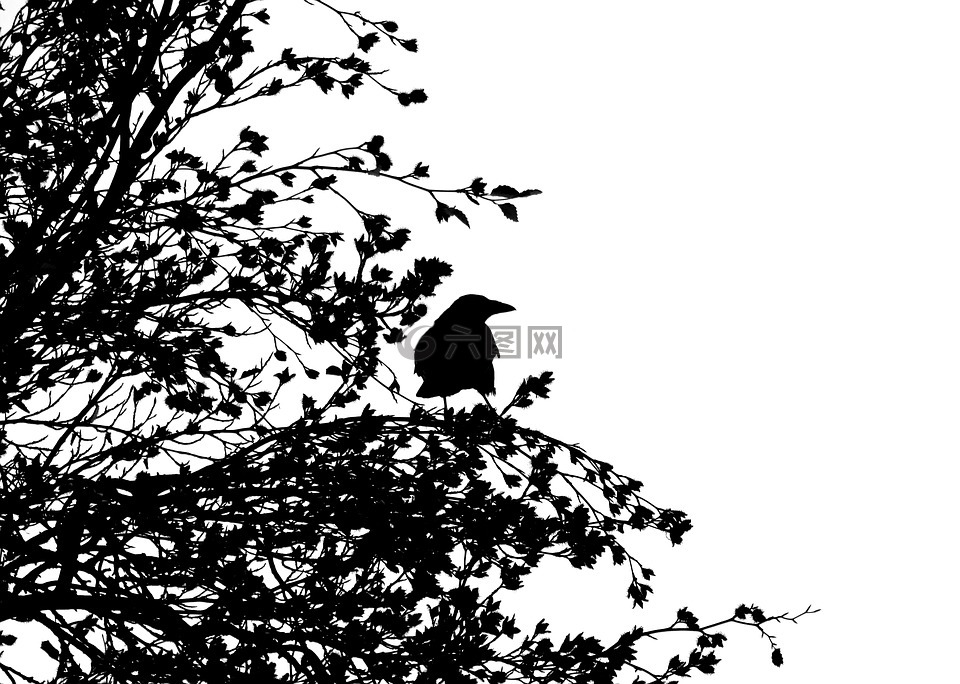 鳥,腐尸烏鴉,烏鴉