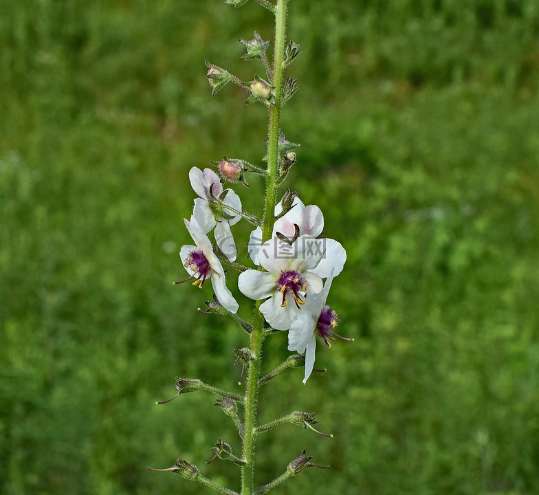 蜀葵,花,開花