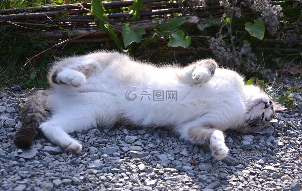貓咪趴在地上,貓科動(dòng)物,國內(nèi)動(dòng)物