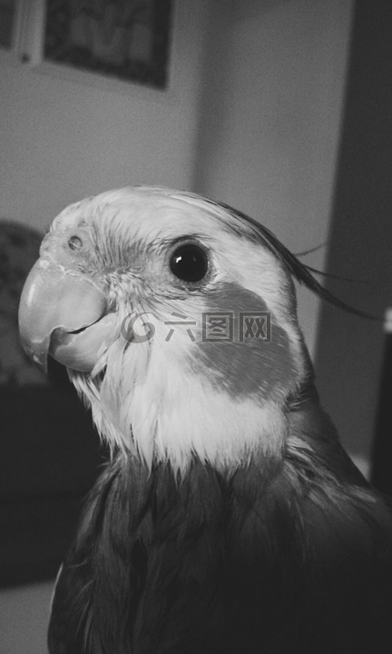 鸚鵡,鳥,可愛