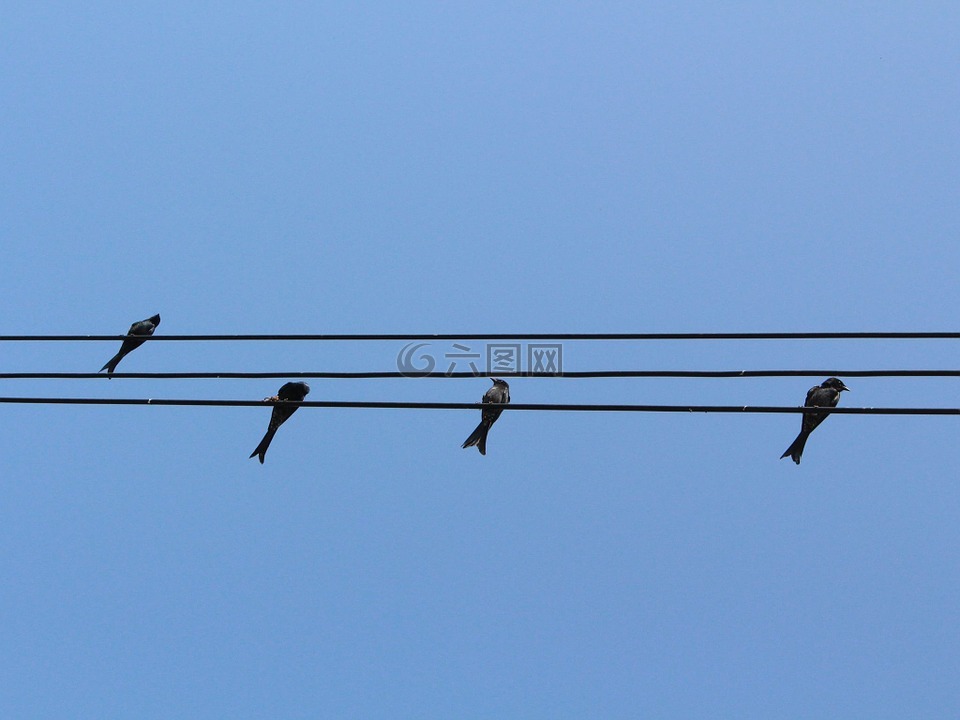 鳥(niǎo),電線,天空