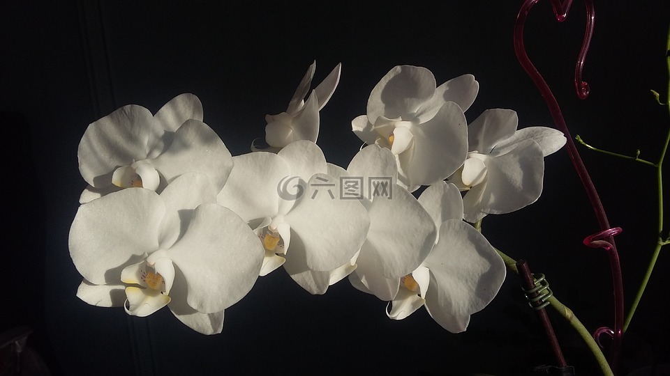 鮮花,蘭花,異國(guó)情調(diào)