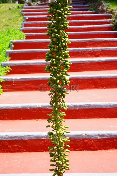 龍舌蘭,花序,廠
