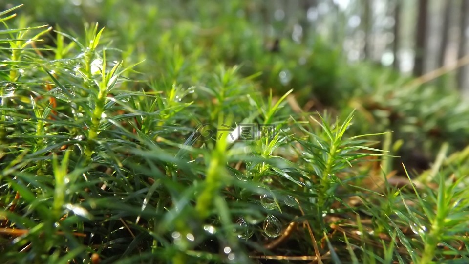 露,森林,植物