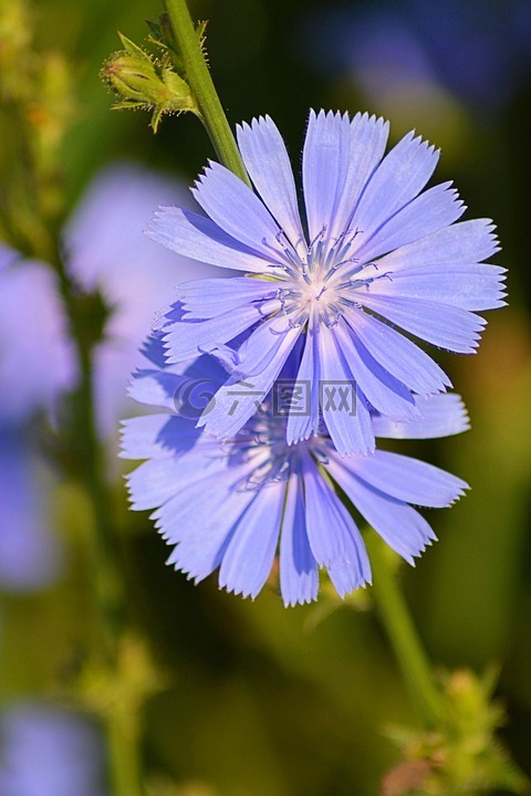菊苣,開花,藍(lán)色