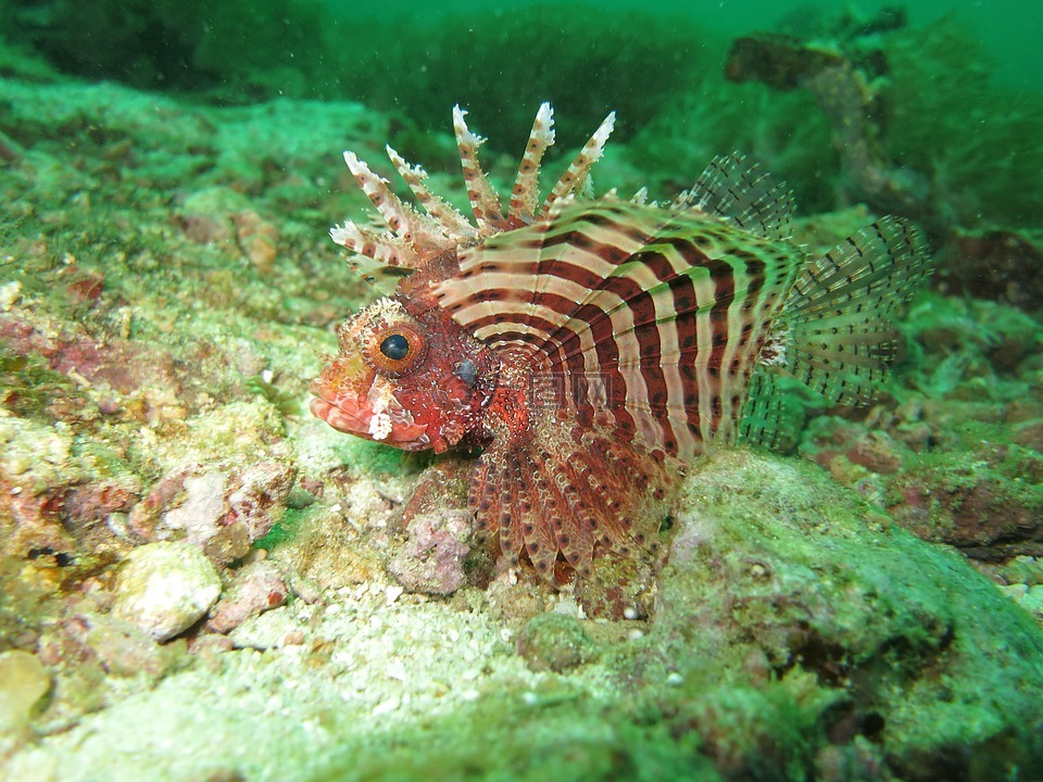 獅子,紅獅子魚,魚