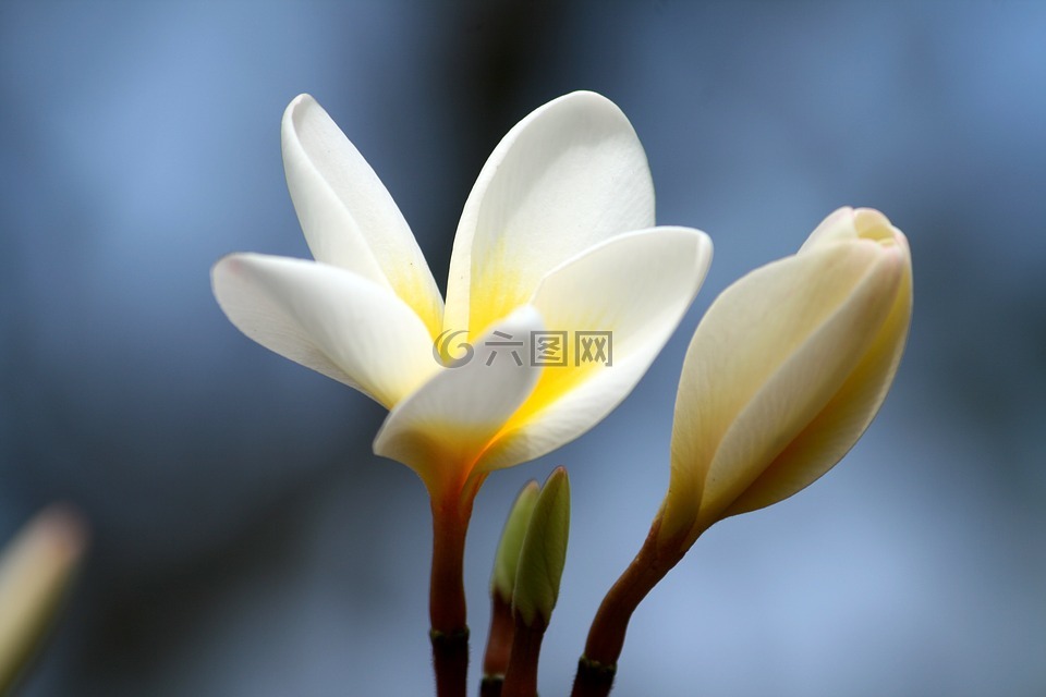 姜黃色百合花,花瓣,花