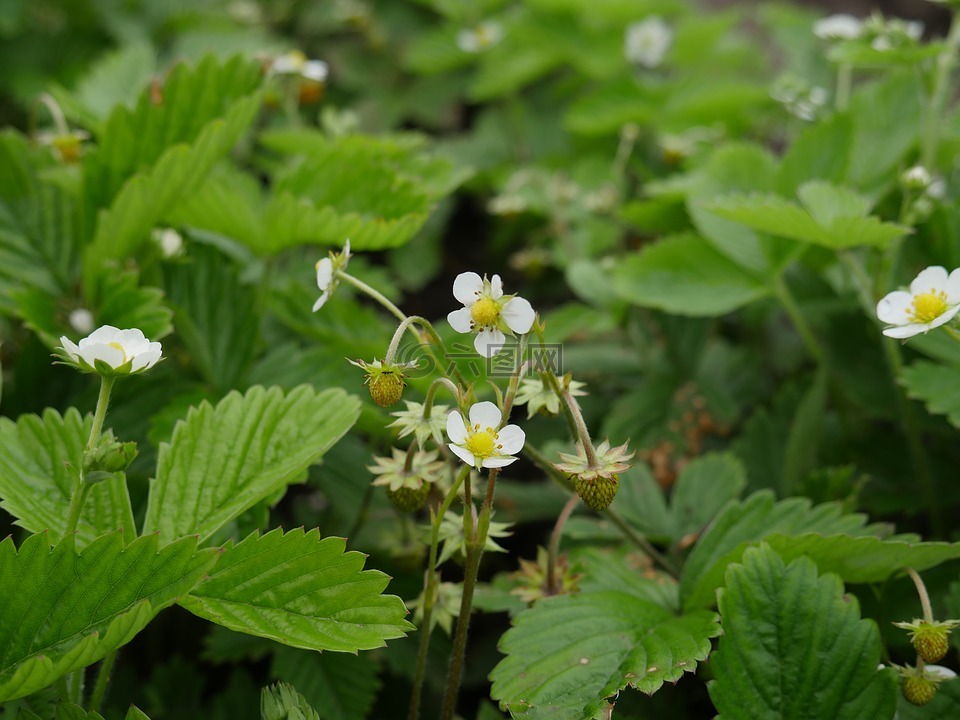 野草莓,花園的漿果,草莓