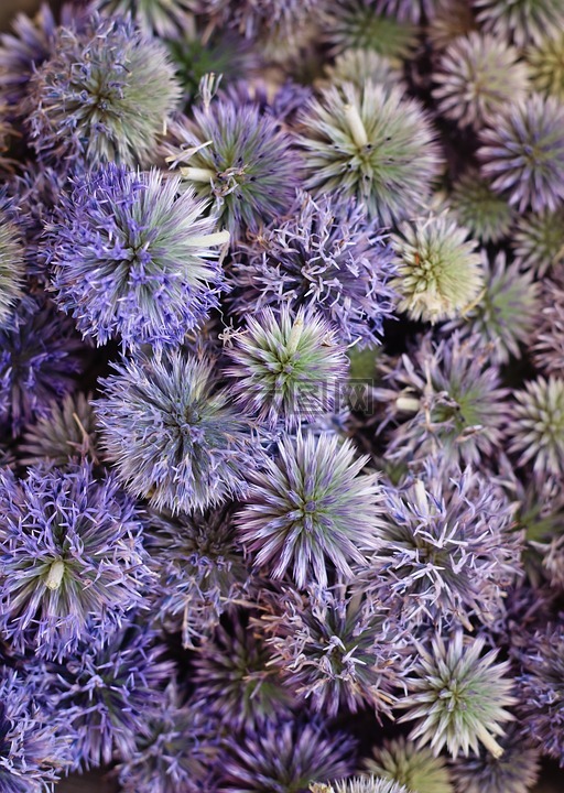 echinops ritro,藍(lán)色,水飛薊