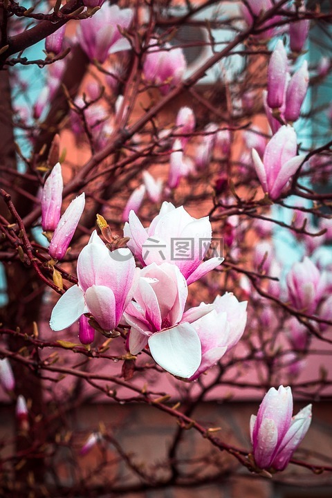 玉蘭,布魯姆,春天