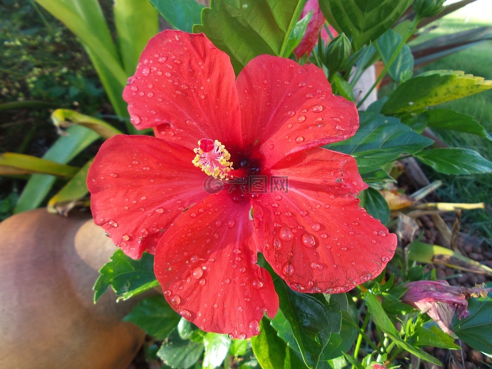 槿,紅色花,花園