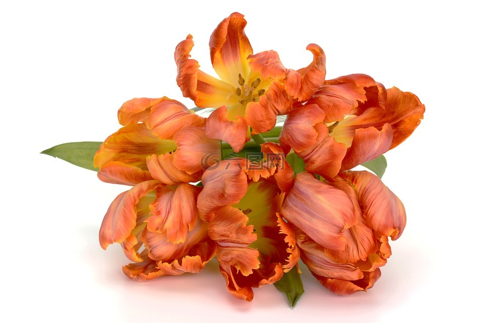 郁金香,鮮花,葉子