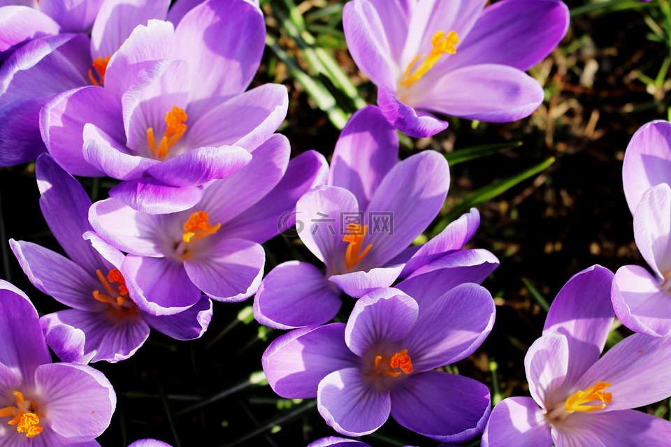 鲜花,藏红花,紫