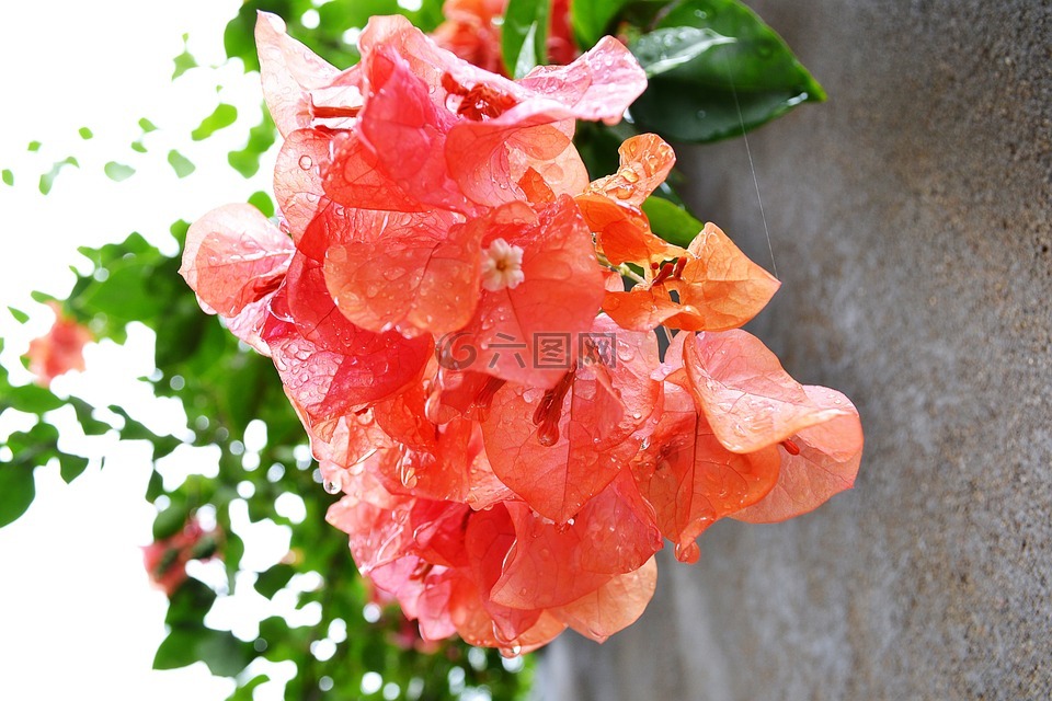 九重葛,葉子花,鮮花