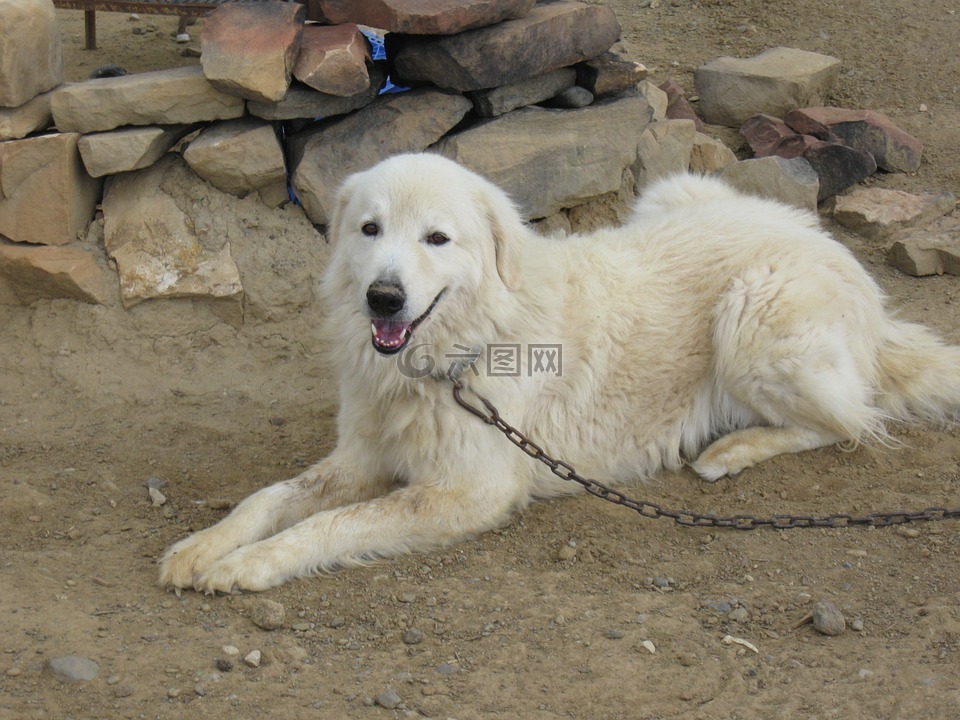 馬雷馬牧羊犬,牧羊犬,狗