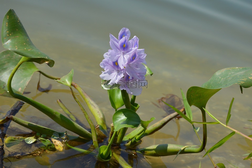 水葫蘆,植物區(qū)系,花