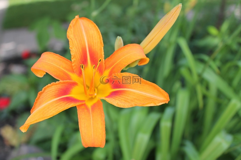 花,百合,黃花菜