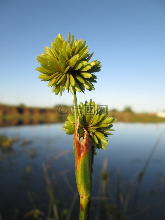 池,植物,水