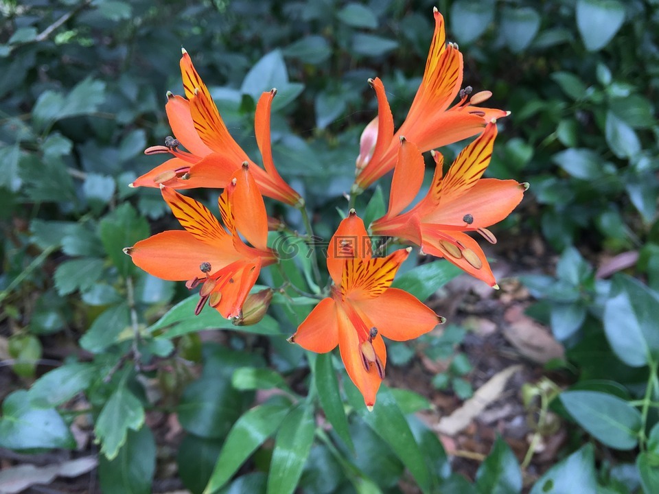 橘子花,性质,花