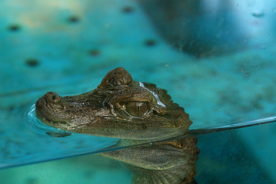 鳄鱼,鳄鱼幼崽,水族馆