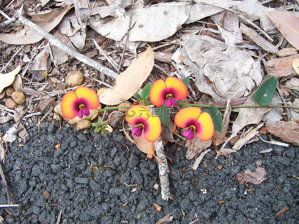 花,自然,黃色