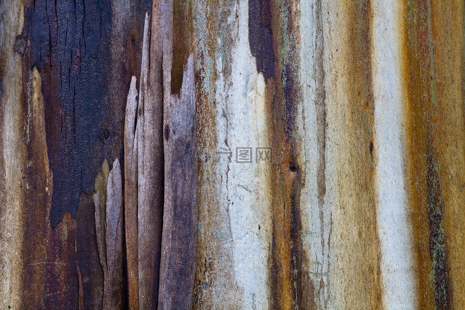 膠樹,sap,顏色