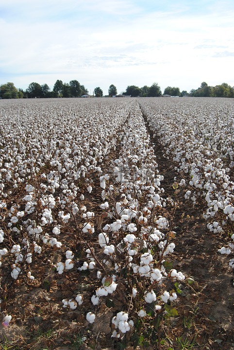 棉花,原野,农业