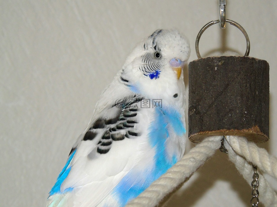 便宜,鸚鵡,鳥