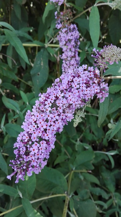 花,性質(zhì),野花