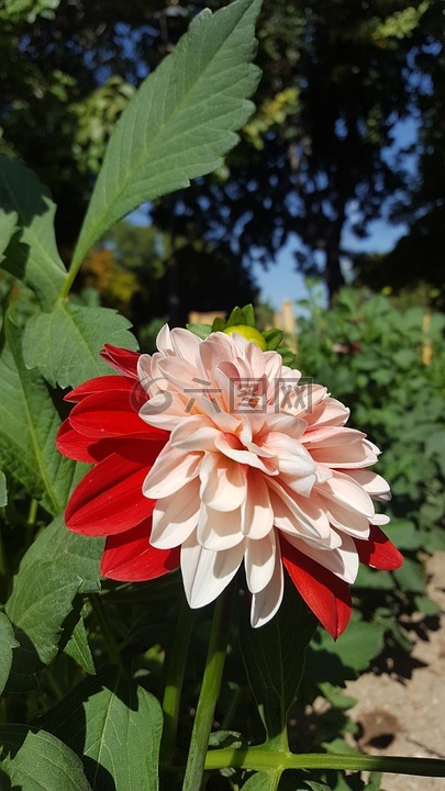 花卉,紅色,白