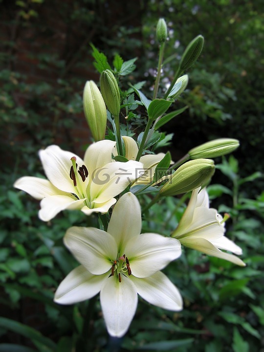 白色,花卉,開花莖