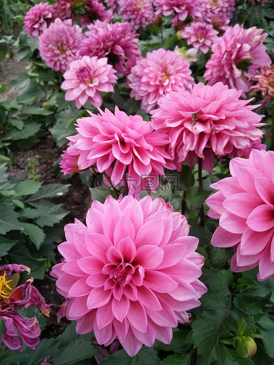 美丽花朵,鲜花,花球