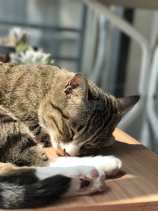 cat,cute,pury