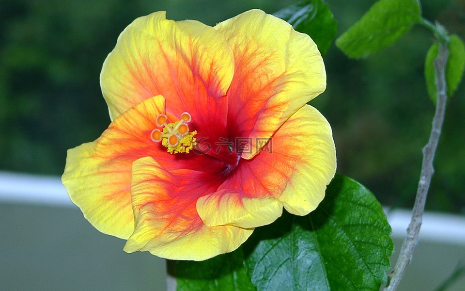 芙蓉,紅色黃色,錦葵