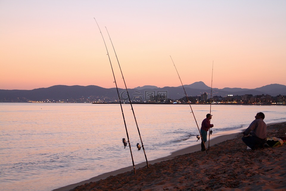 魚,海,海灘