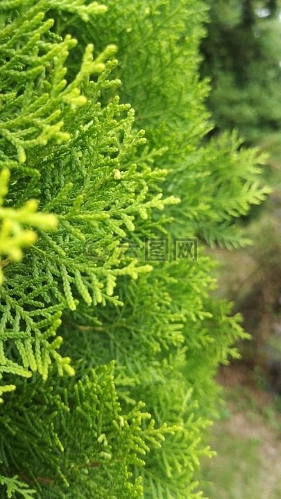 植物,綠色,自然