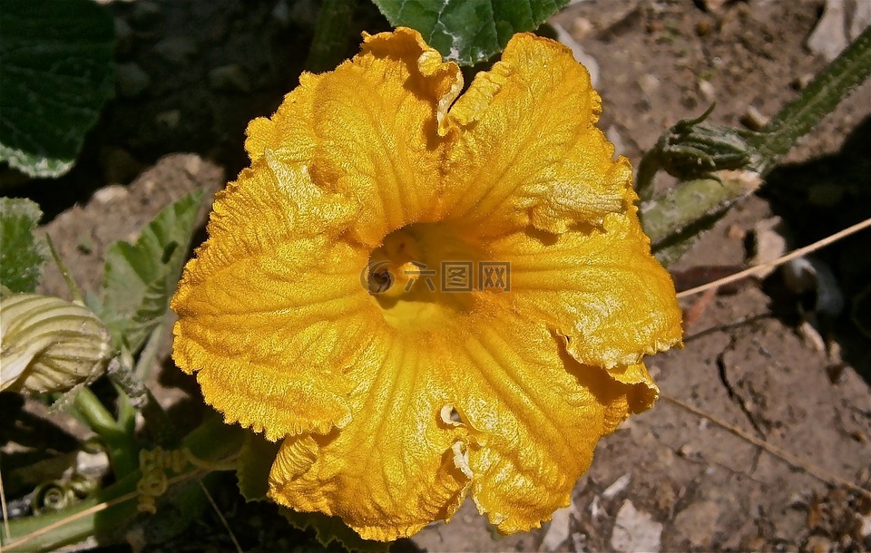 花,南瓜,性質(zhì)
