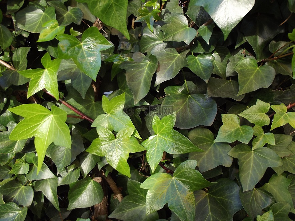 常春藤,爬山虎的叶子,登山者