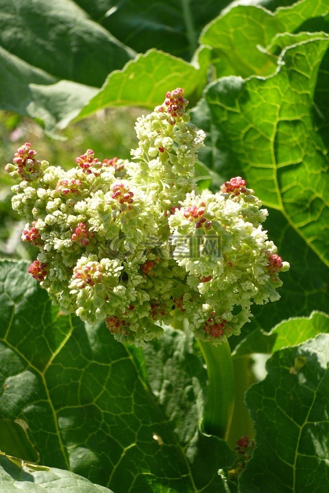 大黃,大黃漏,花