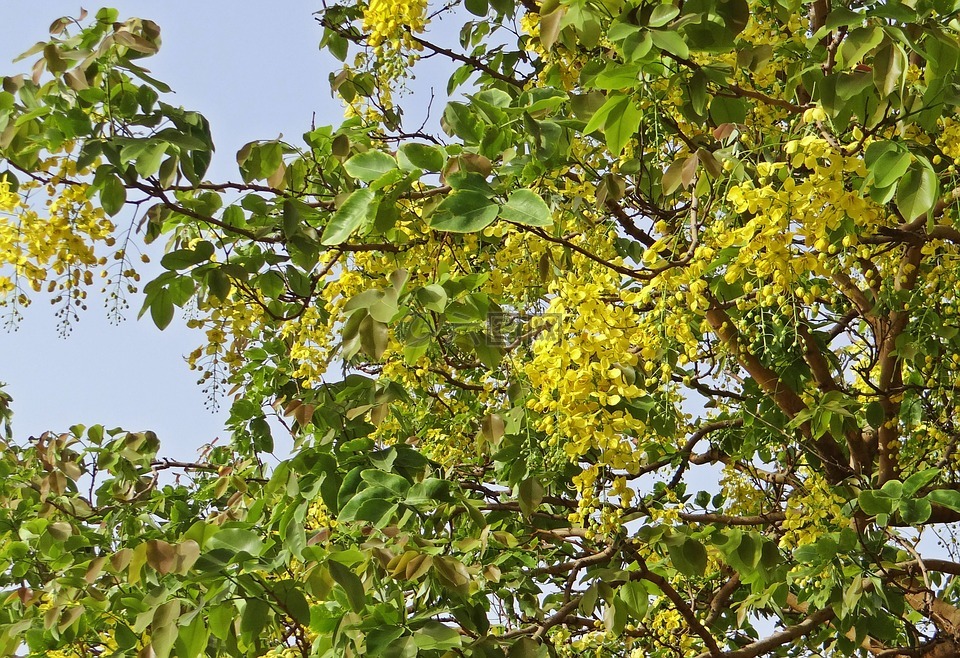 决明子瘘,金雨树,amaltas